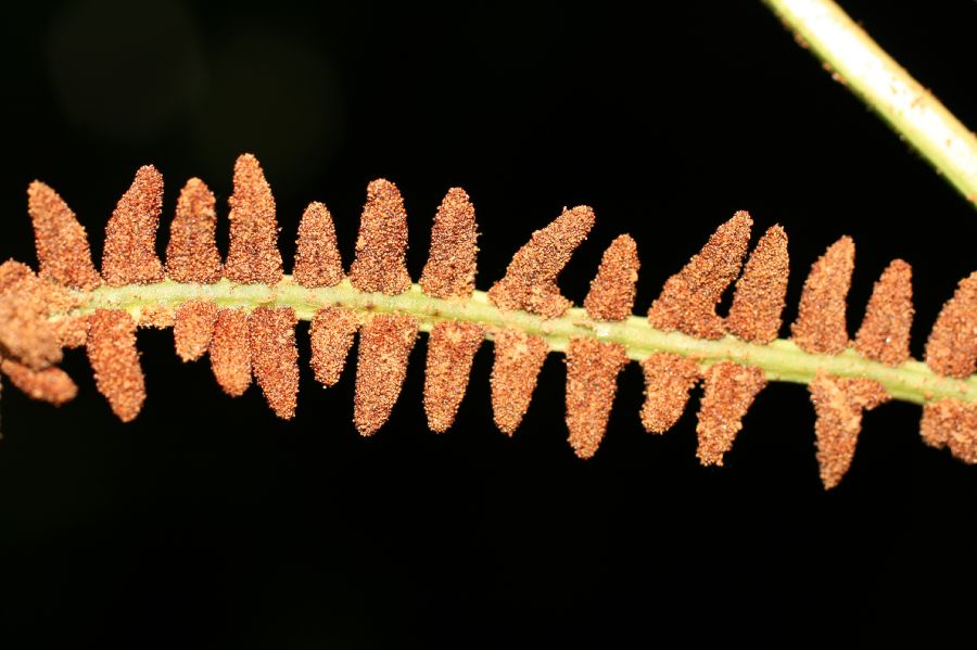 Dryopteridaceae Olfersia cervina