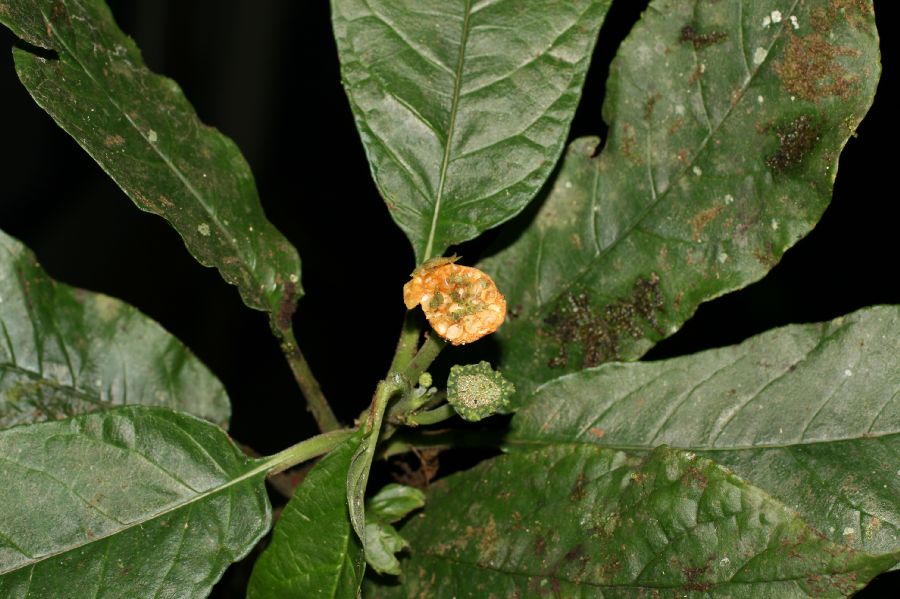 Moraceae Dorstenia choconiana
