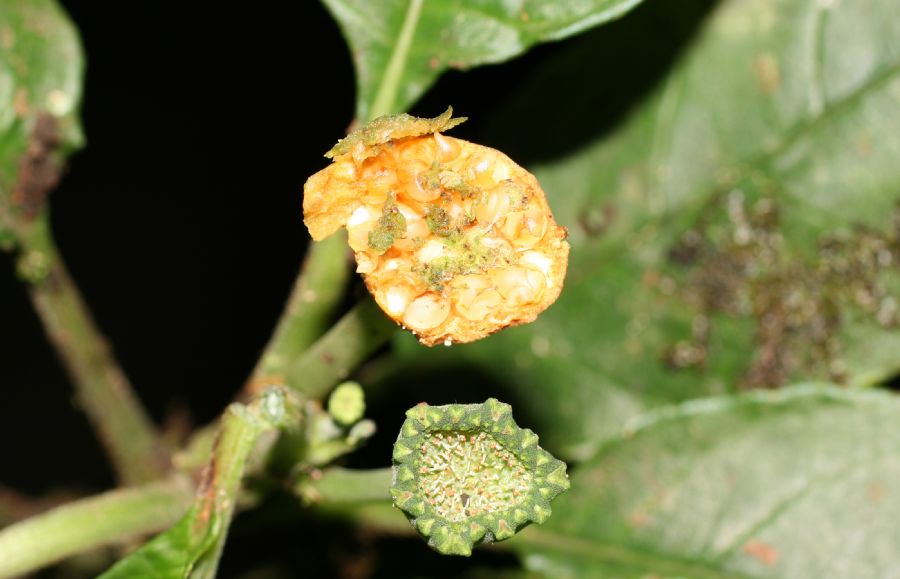 Moraceae Dorstenia choconiana