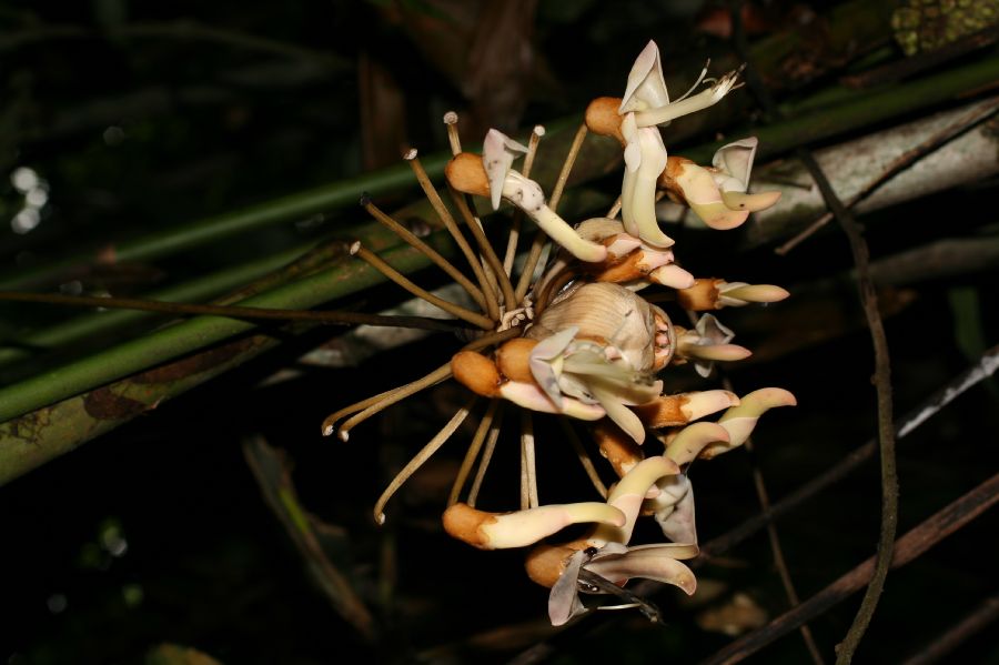 Fabaceae Mucuna 