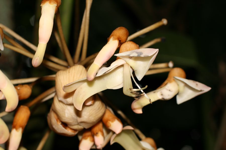 Fabaceae Mucuna 