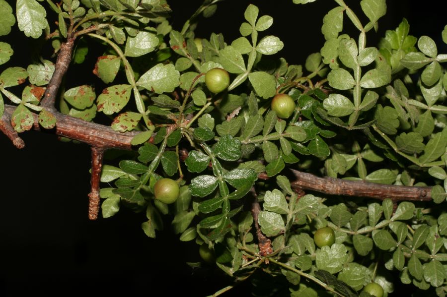 Burseraceae Bursera 