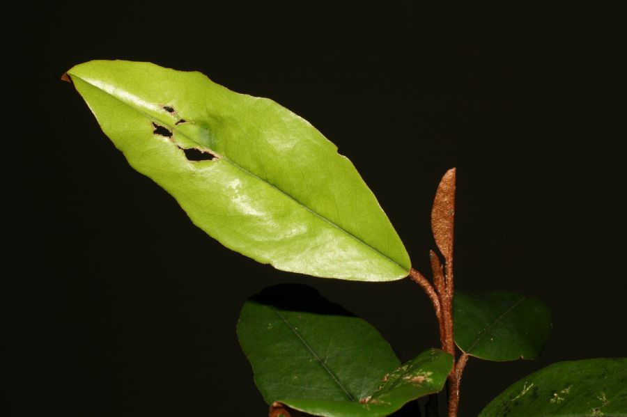 Capparaceae Capparis indica