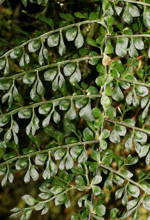 Aspleniaceae Asplenium uniseriale