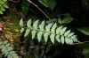 image of Asplenium salicifolium