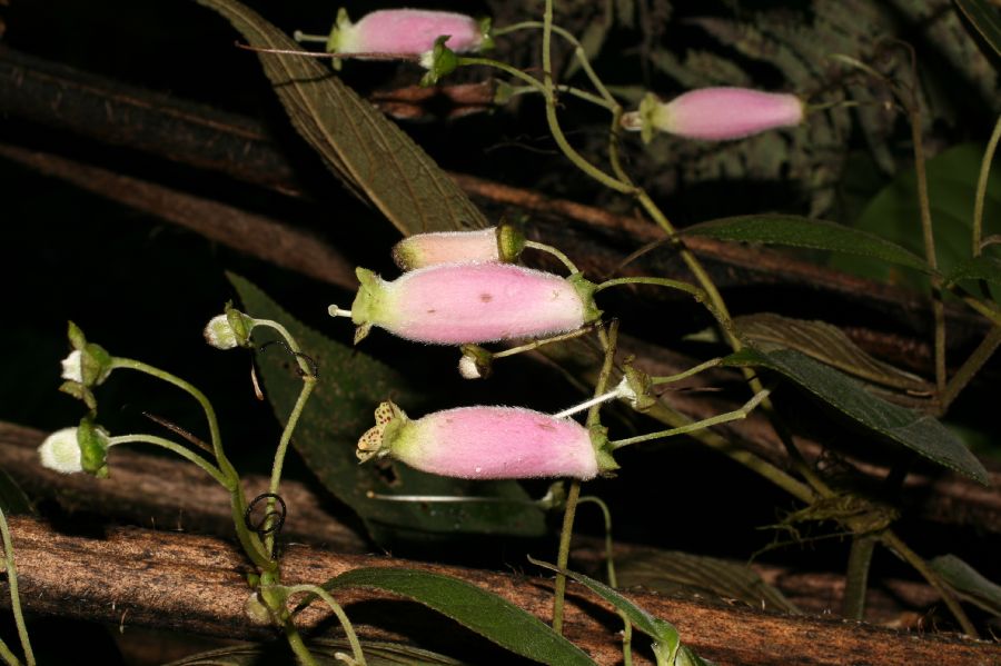 Gesneriaceae Gloxinia 