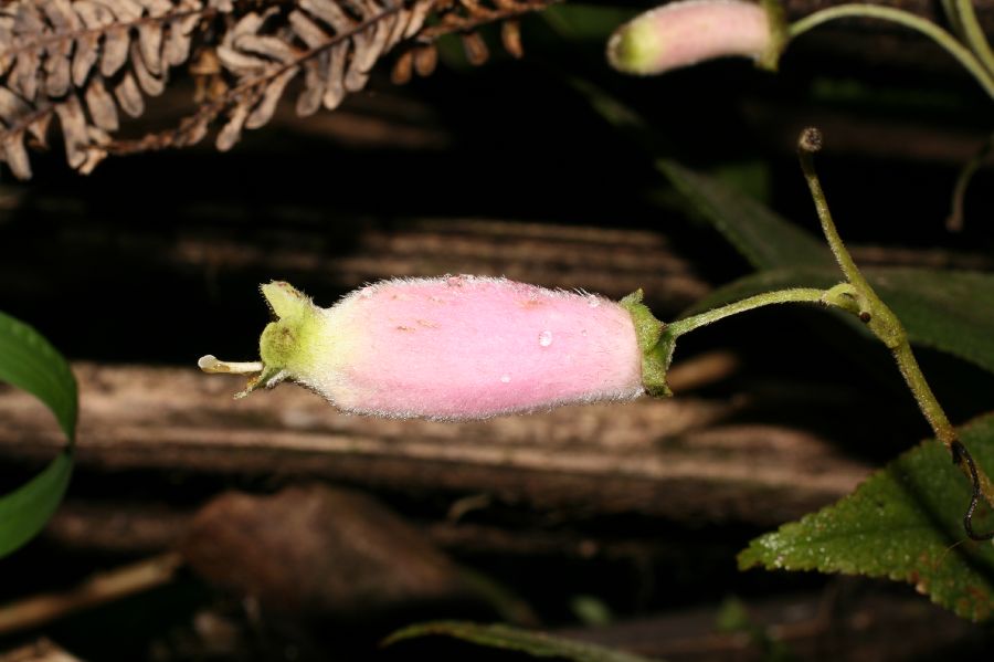 Gesneriaceae Gloxinia 