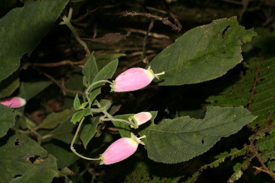 Gesneriaceae Gloxinia 