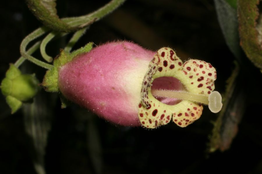 Gesneriaceae Gloxinia 