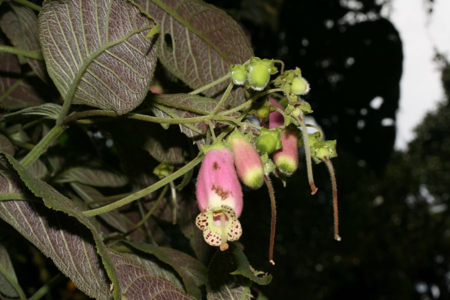 Gesneriaceae Gloxinia 