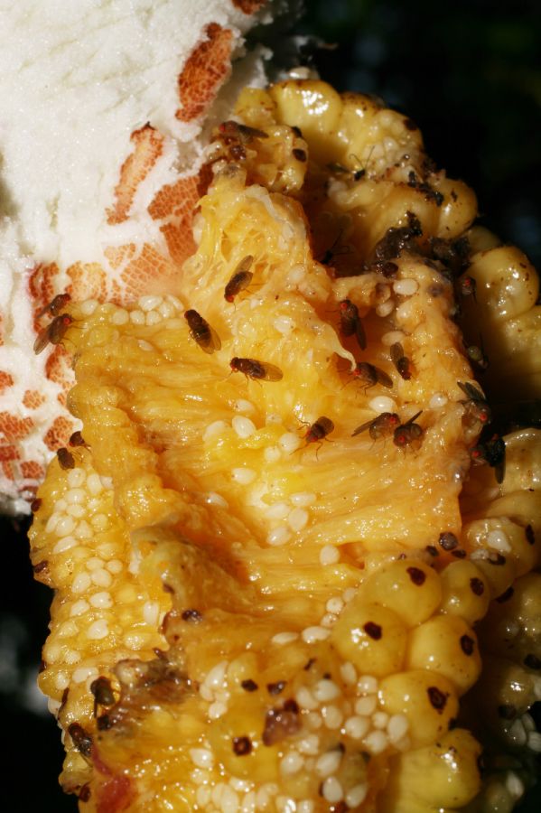 Araceae Xanthosoma mycorrhiza