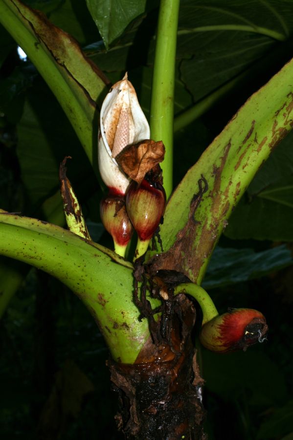 Araceae Xanthosoma mycorrhiza