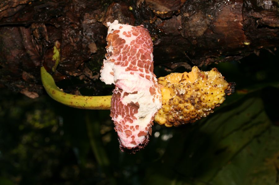 Araceae Xanthosoma mycorrhiza