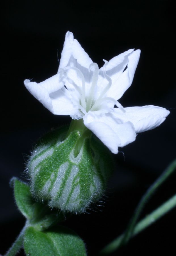 Caryophyllaceae Lychnis alba