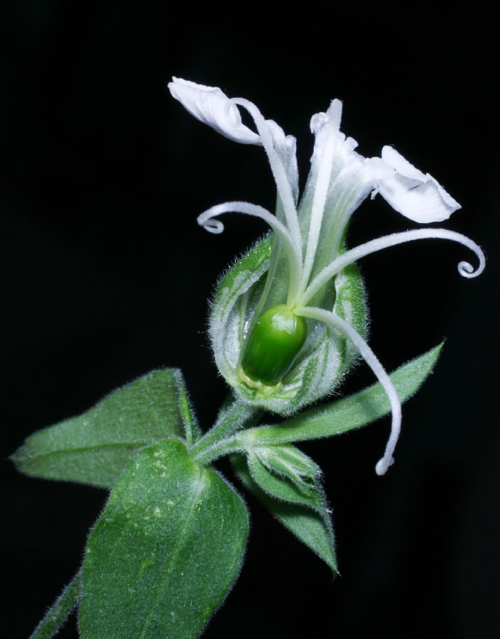 Caryophyllaceae Lychnis alba