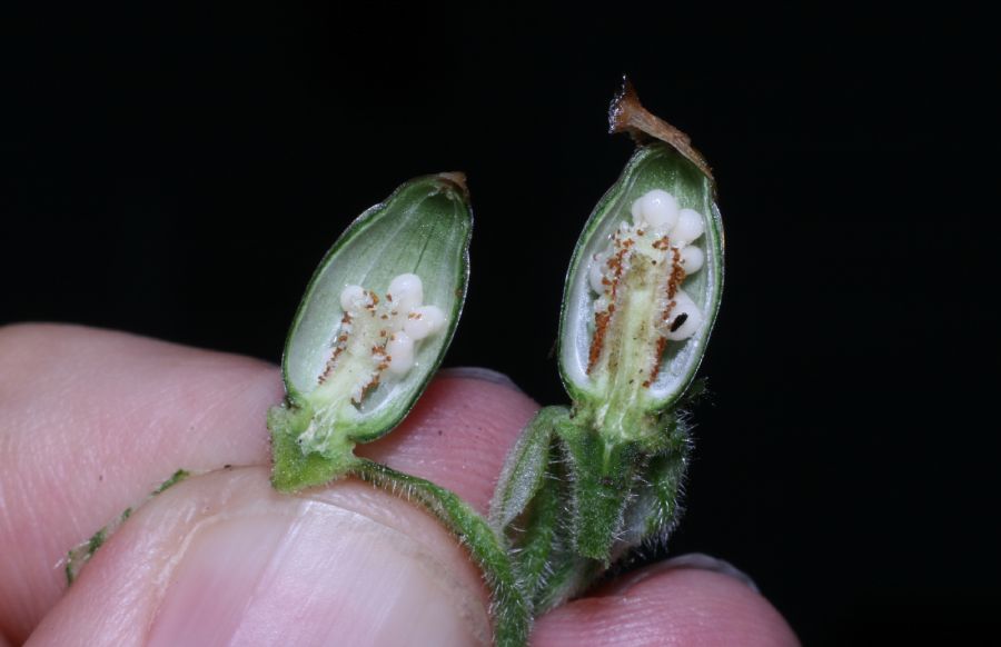Caryophyllaceae Lychnis alba