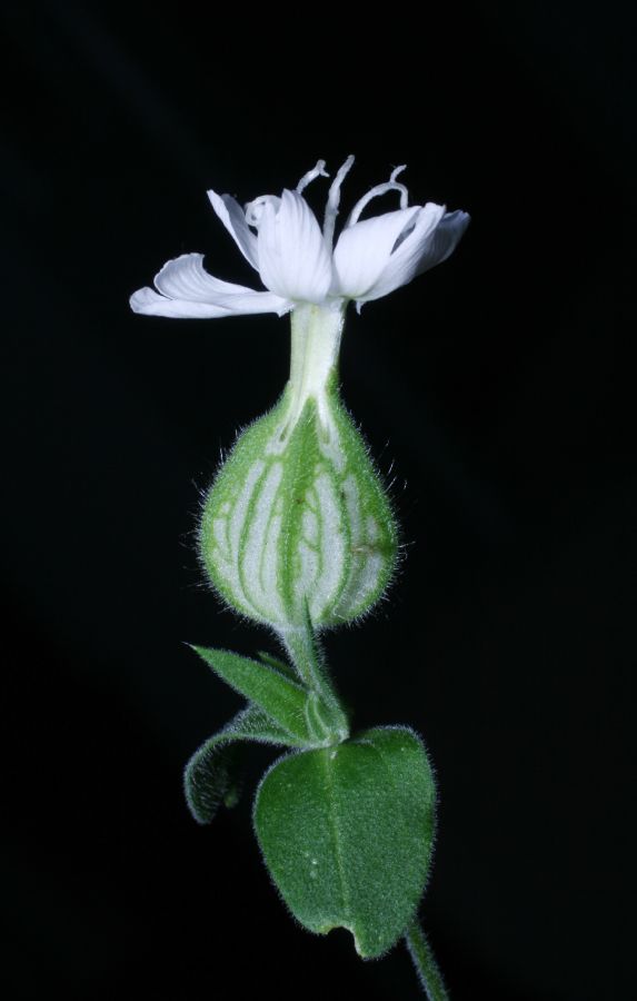 Caryophyllaceae Lychnis alba