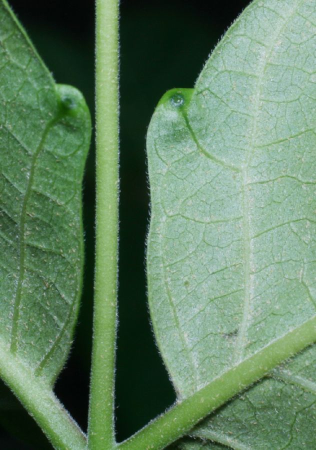 Simaroubaceae Ailanthus altissimus