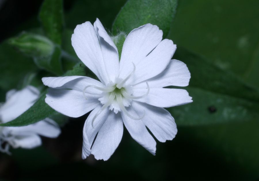 Caryophyllaceae Lychnis alba
