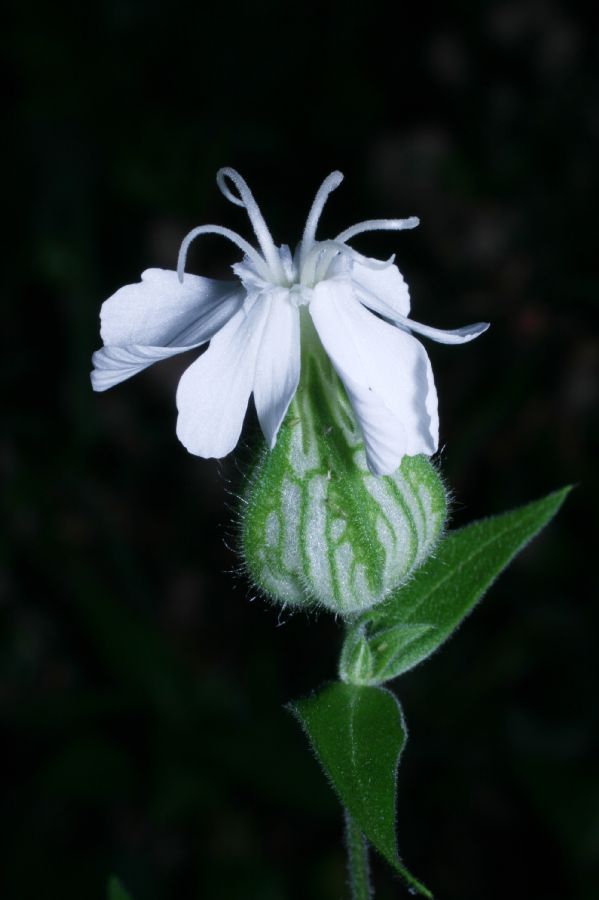 Caryophyllaceae Lychnis alba
