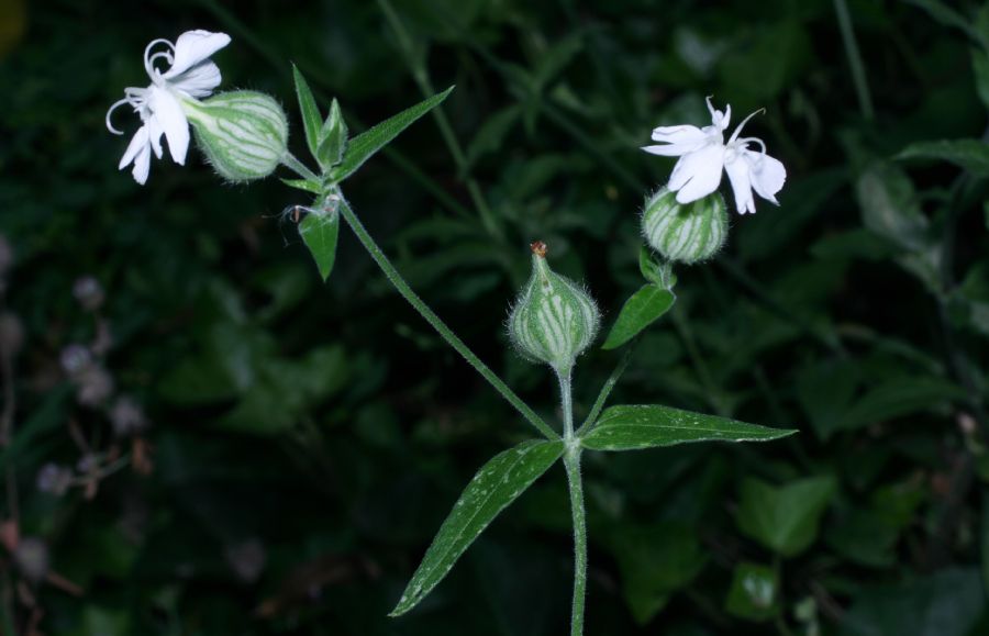Caryophyllaceae Lychnis alba