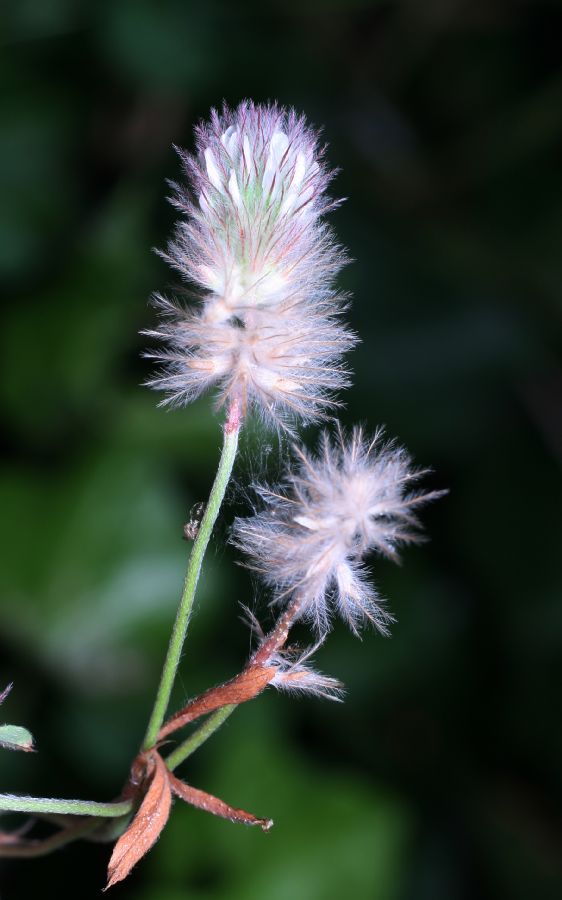 Fabaceae Trifolium arvense