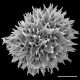 image of Hypoderris brownii