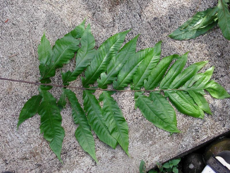 Tectariaceae Tectaria moranii