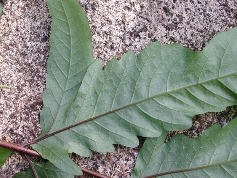 Tectariaceae Tectaria moranii