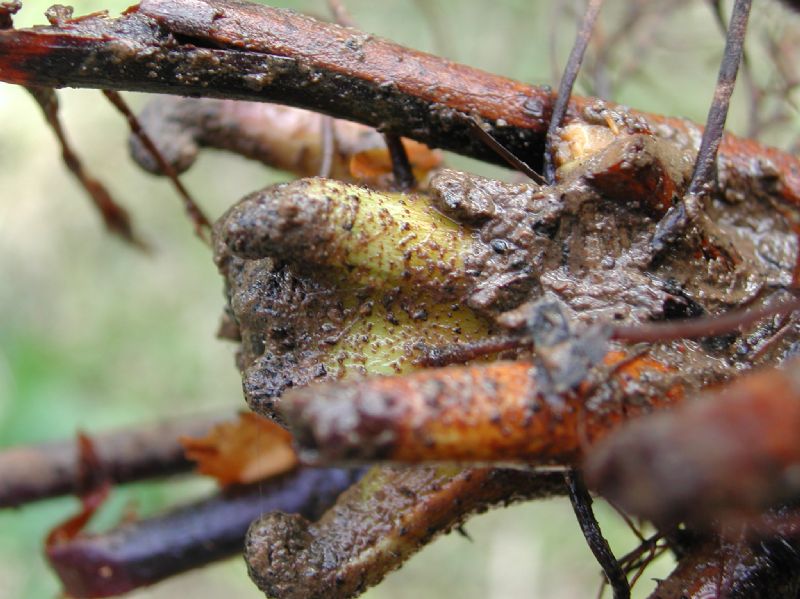 Tectariaceae Tectaria moranii