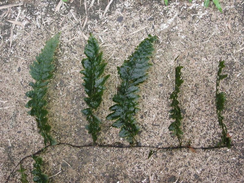 Hymenophyllaceae Trichomanes collariatum