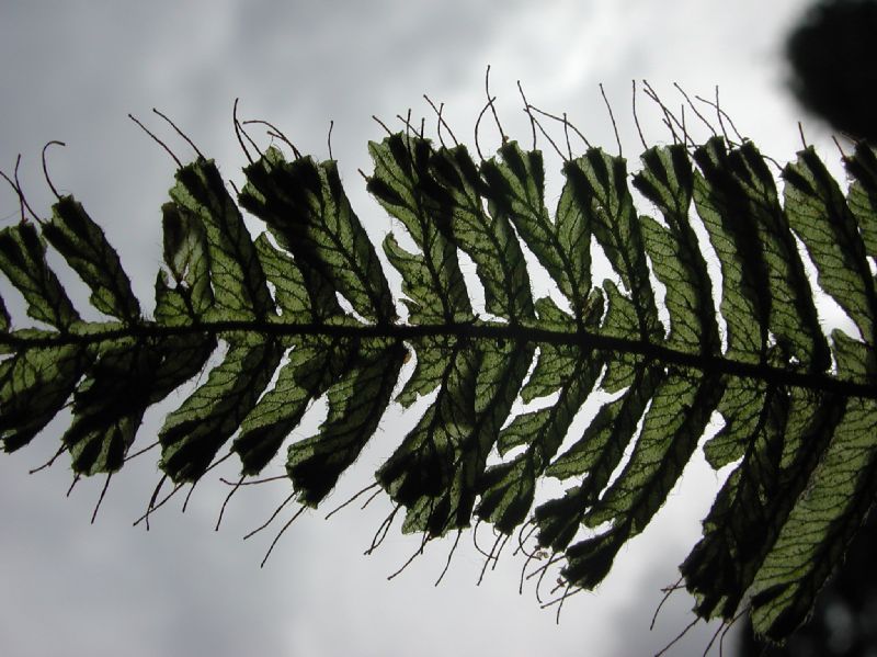 Hymenophyllaceae Trichomanes crispum