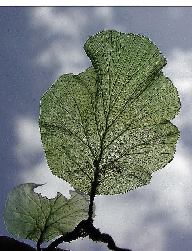 Hymenophyllaceae Didymoglossum godmanii