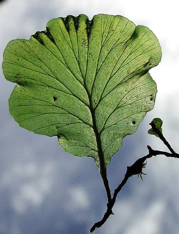 Hymenophyllaceae Didymoglossum godmanii