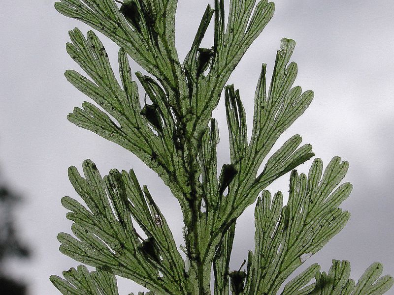 Hymenophyllaceae Crepidomanes pyxidiferum