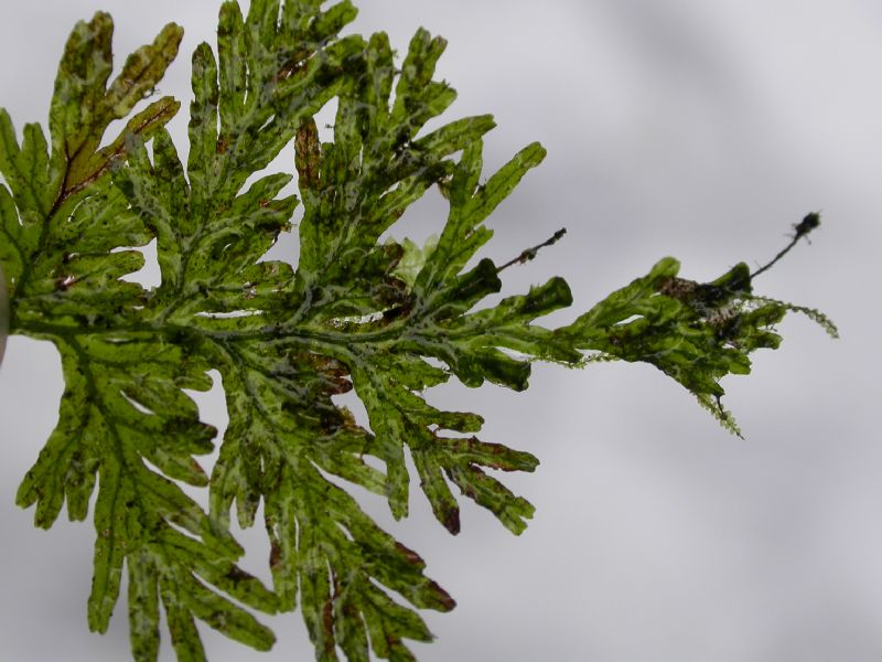 Hymenophyllaceae Crepidomanes pyxidiferum