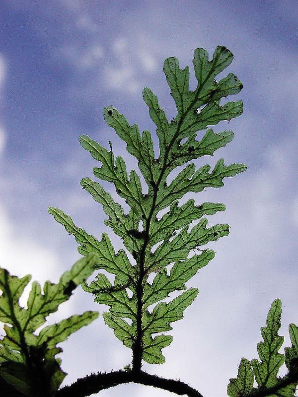 Hymenophyllaceae Didymoglossum reptans