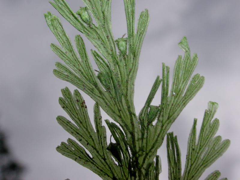 Hymenophyllaceae Crepidomanes pyxidiferum