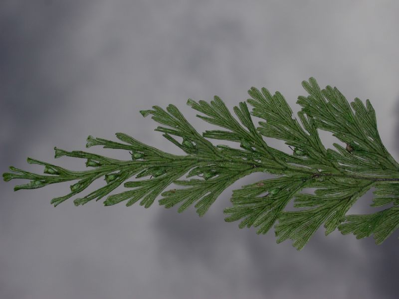 Hymenophyllaceae Crepidomanes pyxidiferum