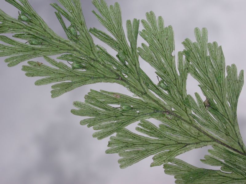 Hymenophyllaceae Crepidomanes pyxidiferum