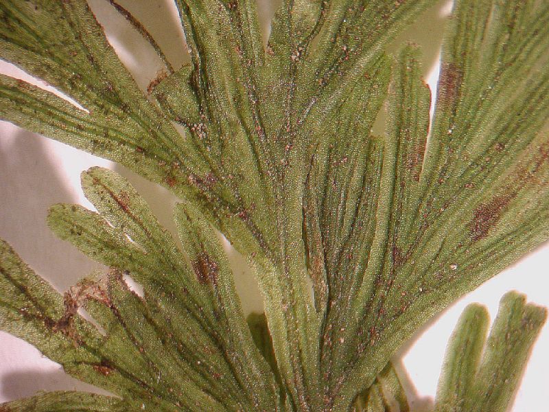 Hymenophyllaceae Crepidomanes pyxidiferum