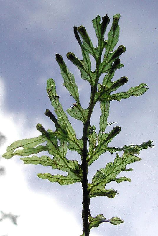 Hymenophyllaceae Didymoglossum reptans