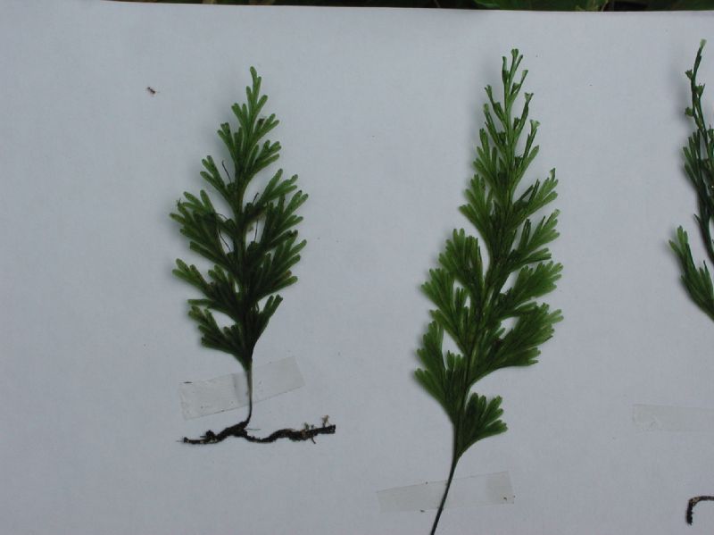 Hymenophyllaceae Crepidomanes pyxidiferum