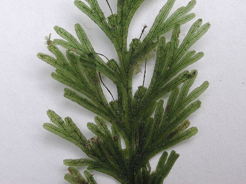 Hymenophyllaceae Crepidomanes pyxidiferum