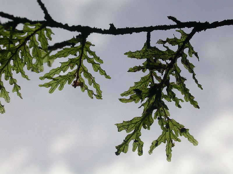 Hymenophyllaceae Didymoglossum reptans