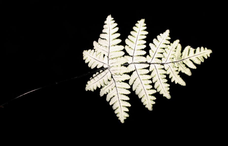 Adiantaceae Aleuritopteris farinosa