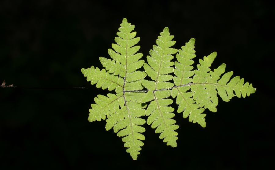 Adiantaceae Aleuritopteris farinosa