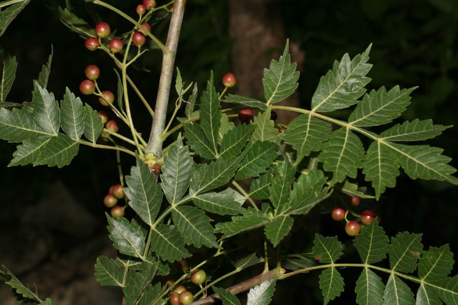 Burseraceae Bursera 