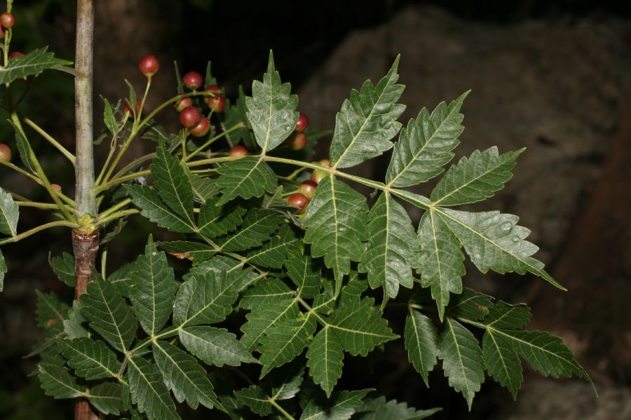 Burseraceae Bursera 