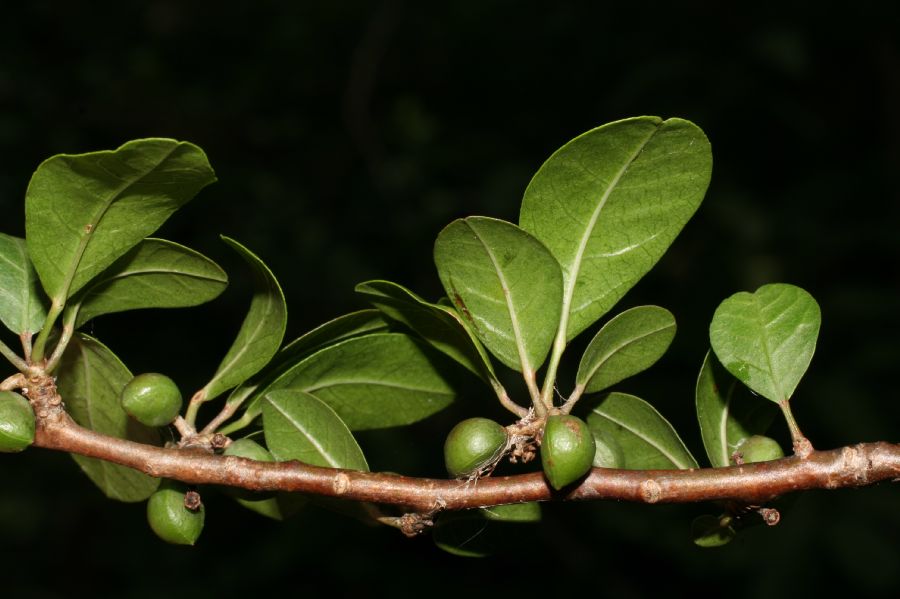 Burseraceae Bursera schlechtendahlii